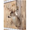 Image 2 : 5x5 Whitetail Shoulder Mount Taxidermy