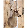 Image 3 : 5x5 Whitetail Shoulder Mount Taxidermy