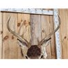 Image 5 : 5x5 Whitetail Shoulder Mount Taxidermy