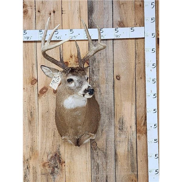 4x4 Whitetail Shoulder Mount Taxidermy