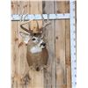 Image 1 : 4x4 Whitetail Shoulder Mount Taxidermy
