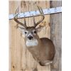 Image 2 : 4x4 Whitetail Shoulder Mount Taxidermy