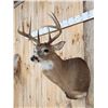 Image 3 : 4x4 Whitetail Shoulder Mount Taxidermy