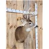Image 4 : 4x4 Whitetail Shoulder Mount Taxidermy