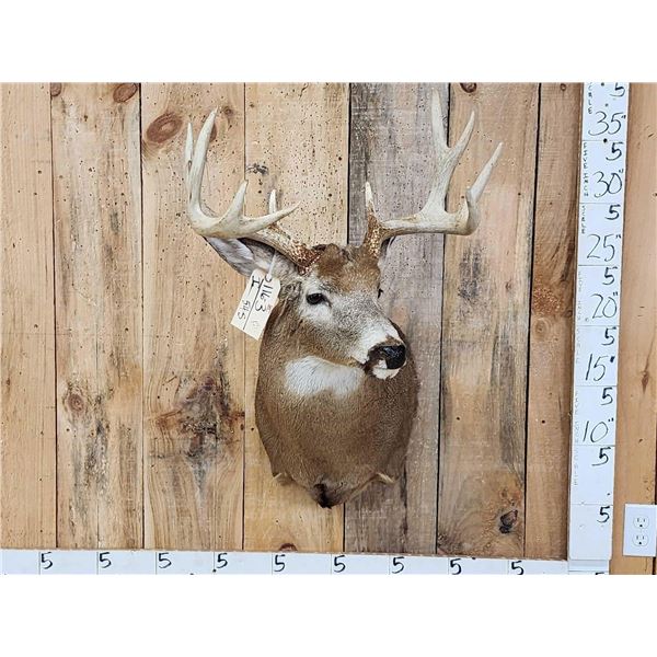 4x4 Whitetail Shoulder Mount Taxidermy