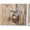 Image 1 : 4x4 Whitetail Shoulder Mount Taxidermy