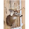 Image 2 : 4x4 Whitetail Shoulder Mount Taxidermy