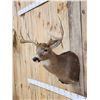 Image 3 : 4x4 Whitetail Shoulder Mount Taxidermy
