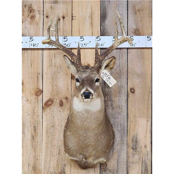 Big 4x4 Whitetail Shoulder Mount Taxidermy