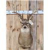Image 1 : Big 4x4 Whitetail Shoulder Mount Taxidermy