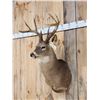Image 2 : Big 4x4 Whitetail Shoulder Mount Taxidermy