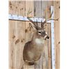 Image 3 : Big 4x4 Whitetail Shoulder Mount Taxidermy