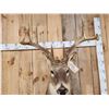 Image 4 : Big 4x4 Whitetail Shoulder Mount Taxidermy