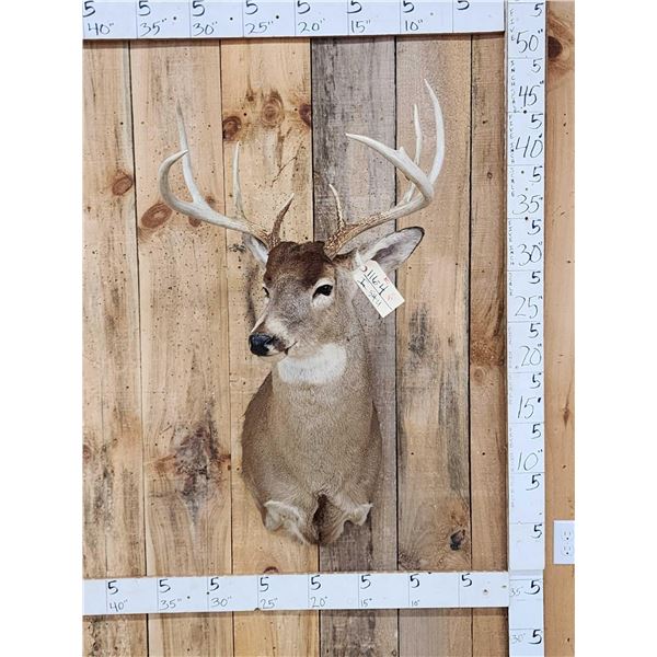 4x4 Whitetail Shoulder Mount Taxidermy