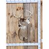 Image 1 : 4x4 Whitetail Shoulder Mount Taxidermy