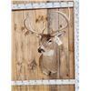 Image 2 : 4x4 Whitetail Shoulder Mount Taxidermy