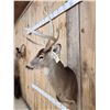 Image 3 : 4x4 Whitetail Shoulder Mount Taxidermy