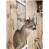 Image 4 : 4x4 Whitetail Shoulder Mount Taxidermy