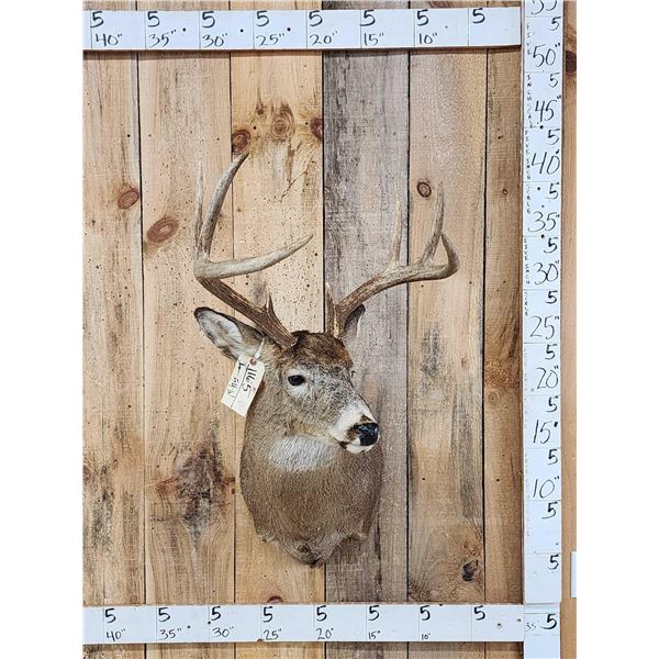 4x4 Whitetail Shoulder Mount Taxidermy