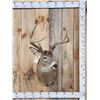 Image 1 : 4x4 Whitetail Shoulder Mount Taxidermy