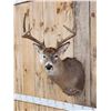Image 2 : 4x4 Whitetail Shoulder Mount Taxidermy