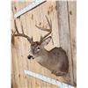 Image 3 : 4x4 Whitetail Shoulder Mount Taxidermy