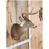 Image 4 : 4x4 Whitetail Shoulder Mount Taxidermy