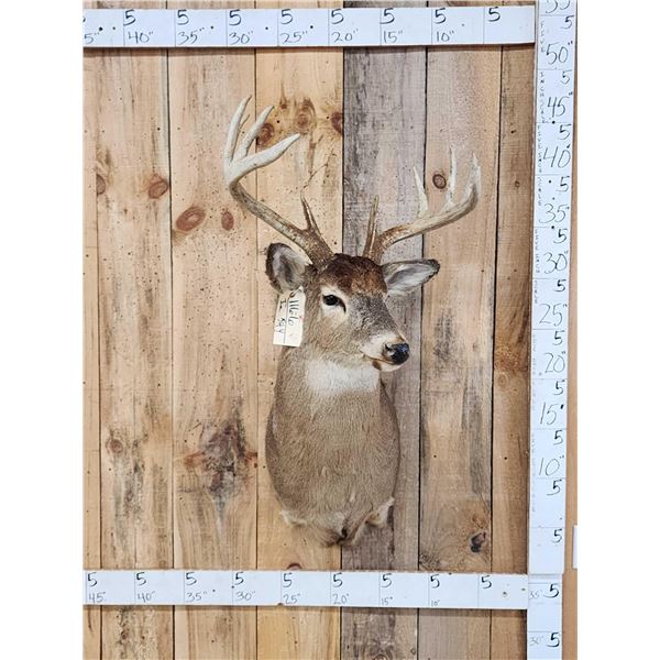 5x5 Whitetail Shoulder Mount Taxidermy