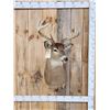 Image 1 : 5x5 Whitetail Shoulder Mount Taxidermy