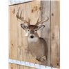Image 2 : 5x5 Whitetail Shoulder Mount Taxidermy