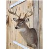Image 3 : 5x5 Whitetail Shoulder Mount Taxidermy