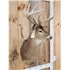Image 4 : 5x5 Whitetail Shoulder Mount Taxidermy