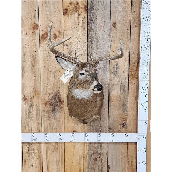 4x4 Whitetail Shoulder Mount Taxidermy