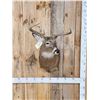 Image 1 : 4x4 Whitetail Shoulder Mount Taxidermy
