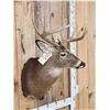 Image 2 : 4x4 Whitetail Shoulder Mount Taxidermy