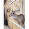 Image 4 : 4x4 Whitetail Shoulder Mount Taxidermy