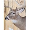 Image 5 : 4x4 Whitetail Shoulder Mount Taxidermy