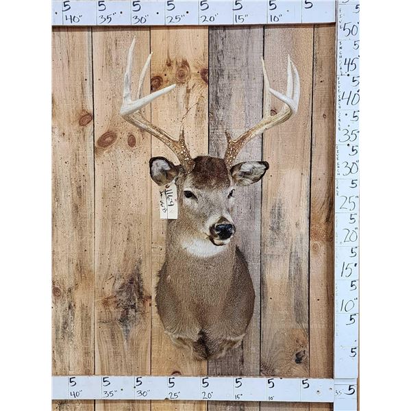 5x5 Whitetail Shoulder Mount Taxidermy