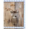 Image 1 : 5x5 Whitetail Shoulder Mount Taxidermy