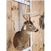 Image 2 : 5x5 Whitetail Shoulder Mount Taxidermy