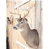 Image 3 : 5x5 Whitetail Shoulder Mount Taxidermy