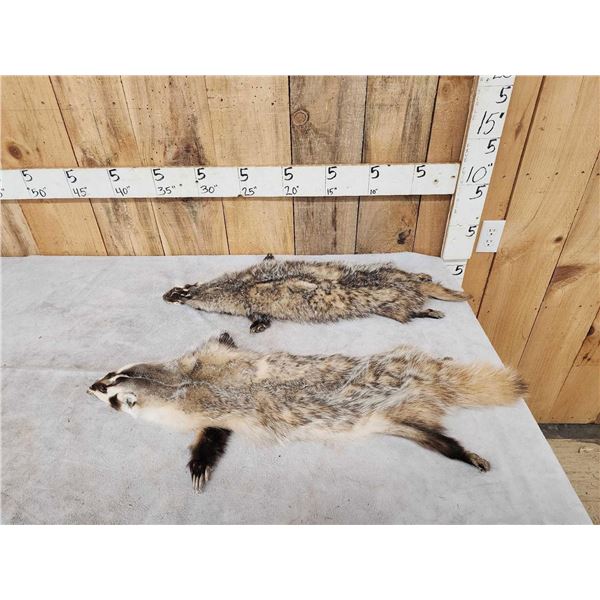 2 Soft Tanned Badger Furs Taxidermy