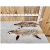 Image 1 : 2 Soft Tanned Badger Furs Taxidermy