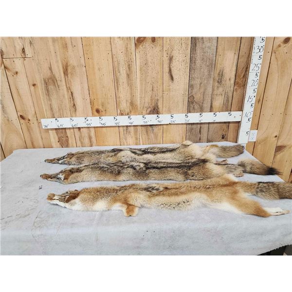3 Soft Tanned Coyote Furs Taxidermy