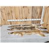 Image 1 : 3 Soft Tanned Coyote Furs Taxidermy