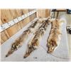 Image 3 : 3 Soft Tanned Coyote Furs Taxidermy