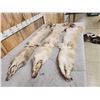 Image 4 : 3 Soft Tanned Coyote Furs Taxidermy