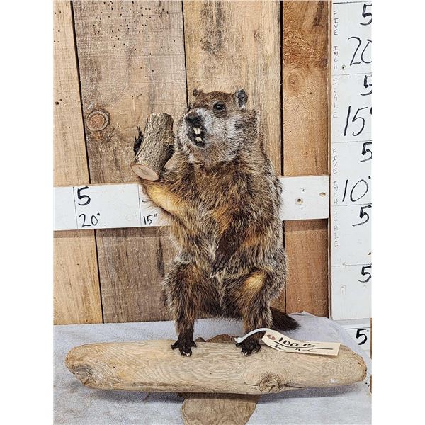 Woodchuck Chucking Wood Full Body Taxidermy Mount