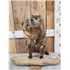 Image 1 : Woodchuck Chucking Wood Full Body Taxidermy Mount
