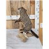 Image 2 : Woodchuck Chucking Wood Full Body Taxidermy Mount